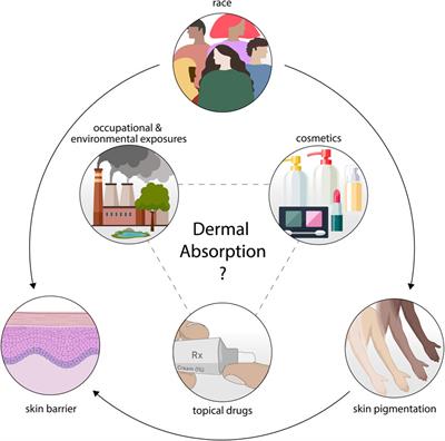 Race, pigmentation, and the human skin barrier—considerations for dermal absorption studies